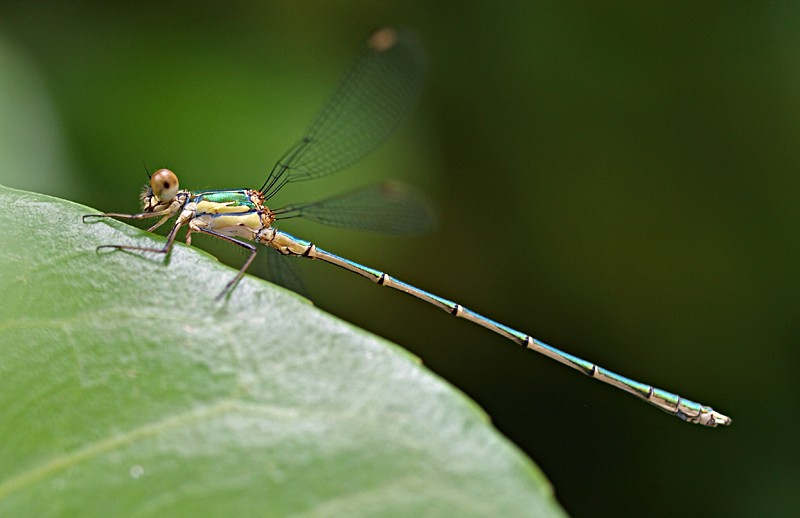 Agrion  P6031710