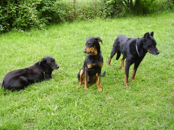 Pour un mâle beauceron de 10 ans - Page 2 Tib_el11