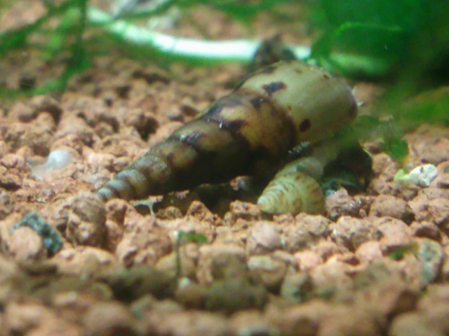 Identification d'escargot Photo137