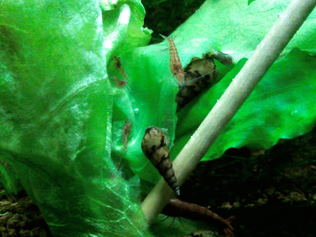 Identification d'escargot Photo379