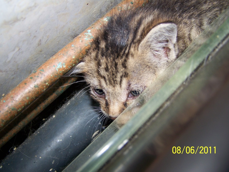 SOS pour trois chatons trouvé dans une poubelle à gravat Photo293