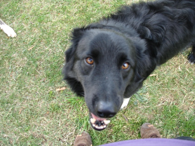 Liocco, superbe type border collie de 2 ans (69) Dsc06912