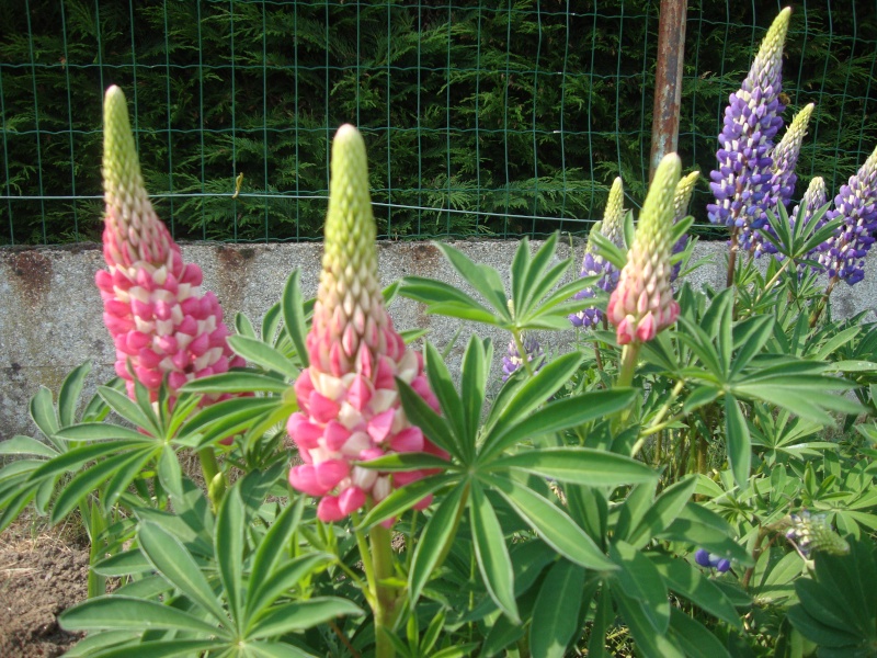 que cest beau le printemps.. Dsc02511