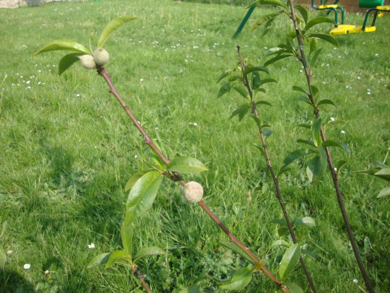 que cest beau le printemps..  Dsc02514