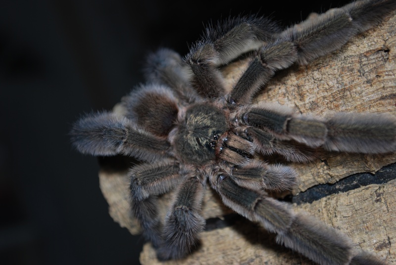 Mygale - Psalmopoeus cambridgei Psalmo10