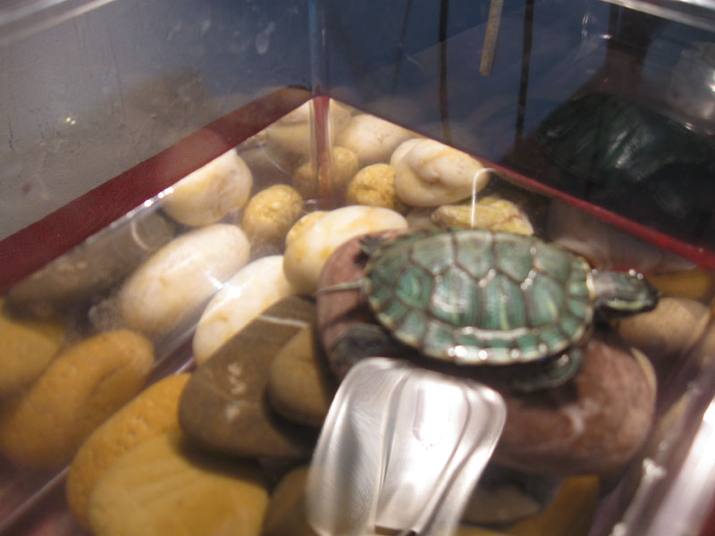 Tortue malade urgent ! Ab11