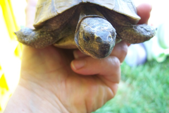 Besoin d'aide pour tortue trouvée Ae10