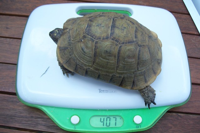 Besoin d'aide pour tortue trouvée Af10