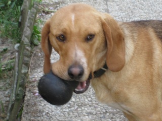 BALTO, croisé beagle mâle, 1 an (59) Img_0810