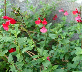 Les fleurs de SEPTEMBRE Dsc03930