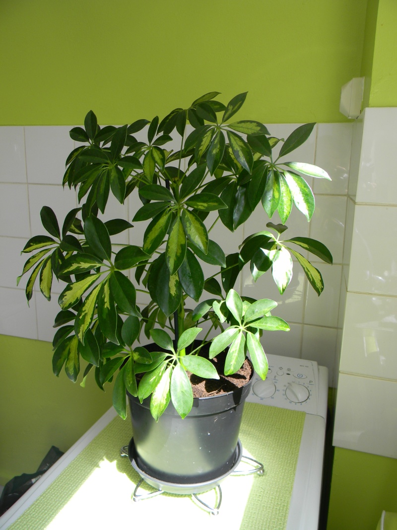 Mon schefflera ne grandit pas !!! HELP ME PLEASE !!! Scheff10