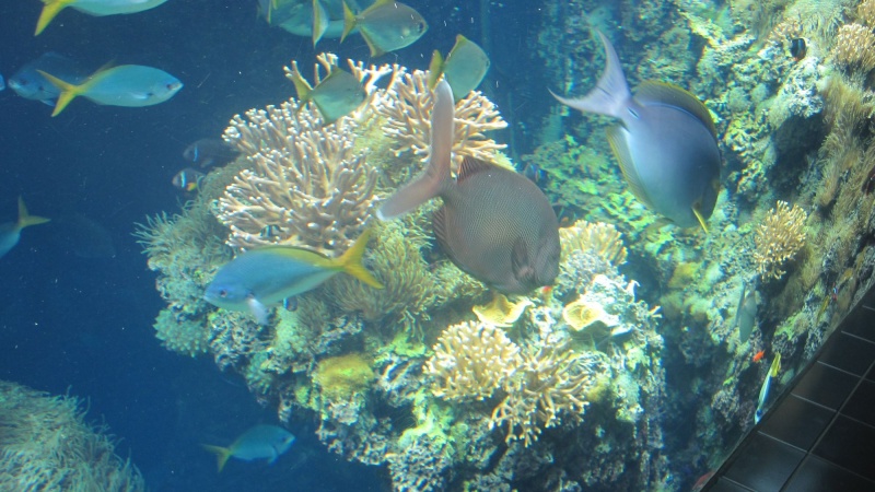 Musée Oceanographique de la Principauté de Monaco Img_2014