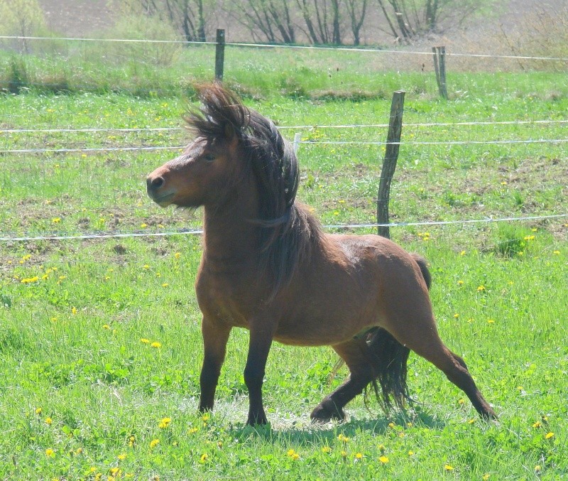 Salut, élevage amateur de poneys Dsc07410