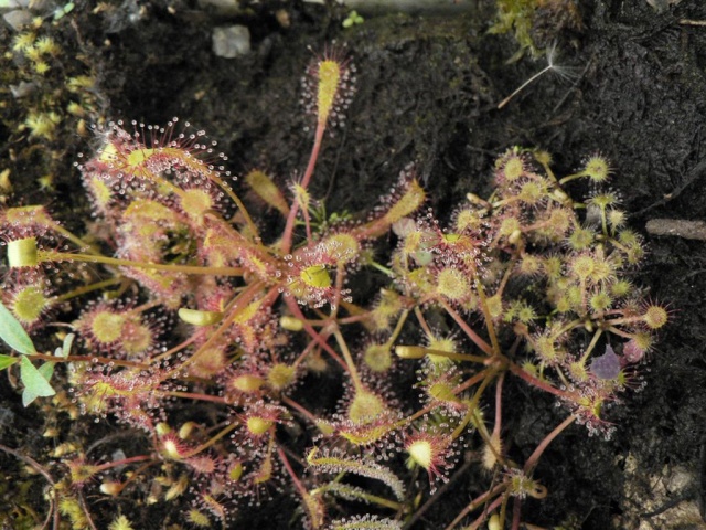 Drosera et Cie Mirror21