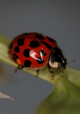 Harlequin ladybird invaders We44