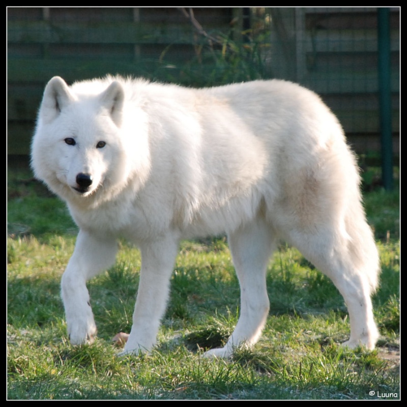 Mon animal préféré ! Le loup ♥ Loup_a10