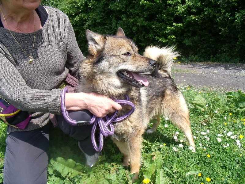 Vervel, berger x spitz loup de 1 an (59) eutha au 30/06 ADOPTE 00230