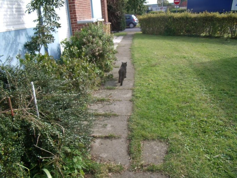 Que vont devenir ces chats? Citée rasée!!!!! - Page 3 00626