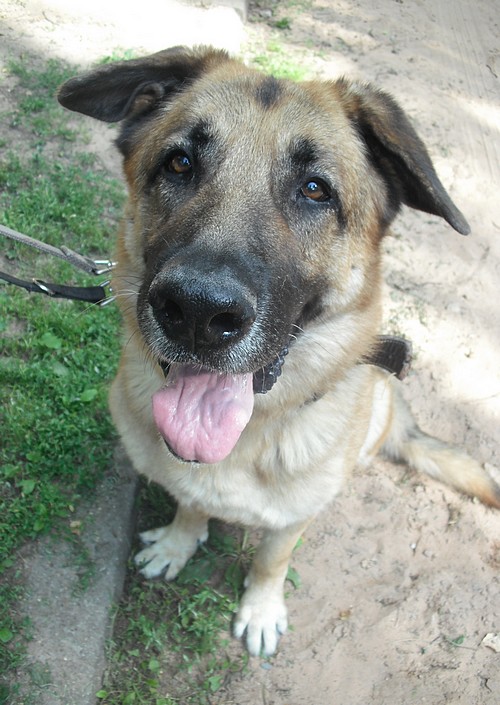 Jasha - 9 ans et 1 an de box - crois BA et leonberg - Forbach Dscf7010