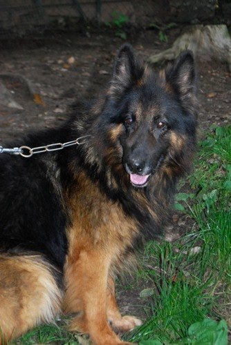 Junior beau berger allemand de 8 ans Junior10