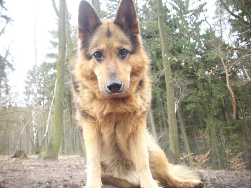 allemand - Saika berger allemand femelle de 9 ans et 1 an de box - 57 Forbach Saika110