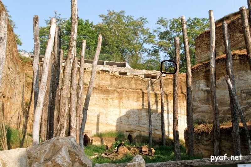 Bioparc de Doué la Fontaine Pyafne19