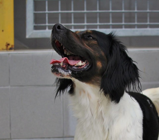 JALNA x Setter Anglais/(epagneul ?)  noir/blanc et du brun à la tête 4 ans - SPPA à Amiens (80)  35270010