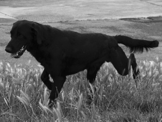 OWEN mâle croisé labrador noir 2 ans - SPPA à Amiens (80)  Img_e319