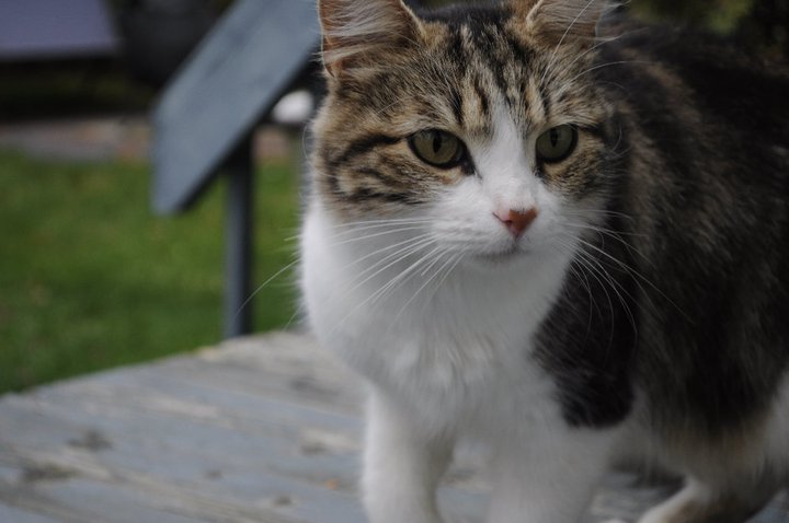 Chatte et ses bébé (lac st jean) Chatte10