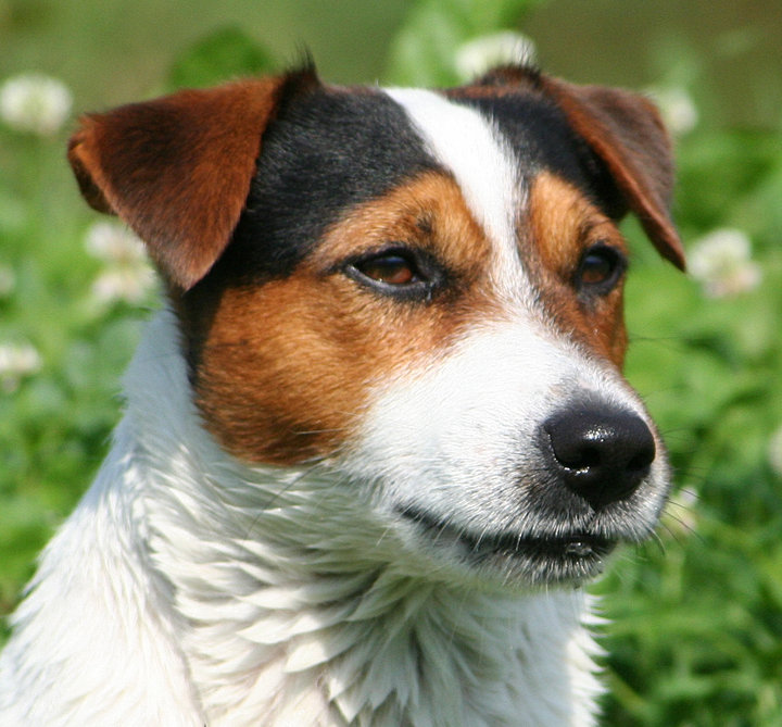 IL JACK RUSSELL, CHE PERSONALMENTE, RITENIAMO IL PIU' VICINO ALLA NOSTRA IDEA DI JACK. UN SOGGETTO ATTUALE ED UNO DEL PASSATO. Freddy14