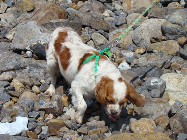 ASTUCE (Cavalier King Charles) - Page 9 02110