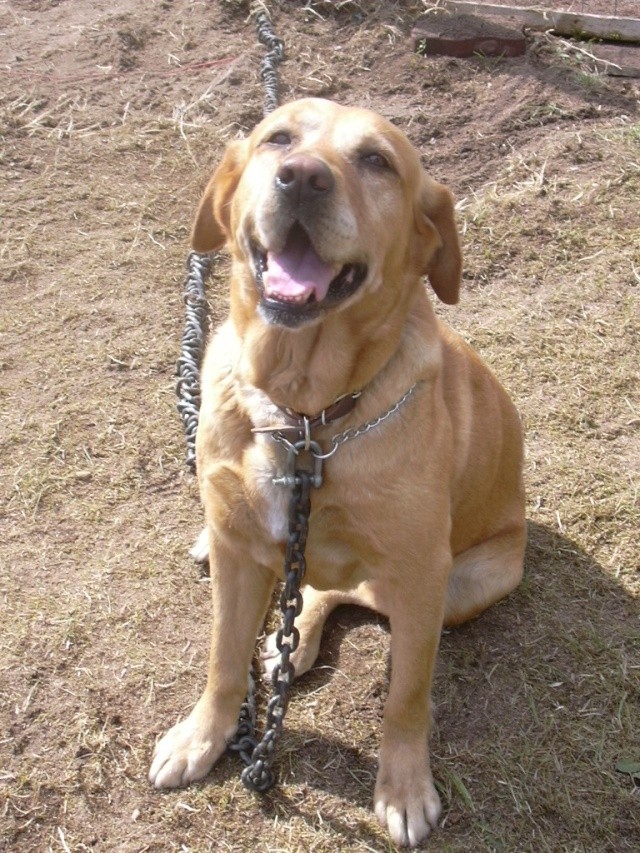  VOLCANE (f) labrador beige 7 ans délai euthanasie fin avril (49 ) Dscn0813