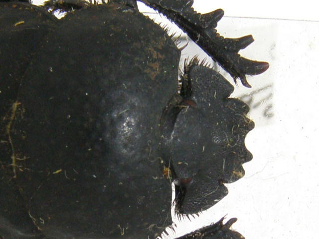 [Scarabaeus (Ateuchetus) cicatricosus] scarabée du Portugal P5270011