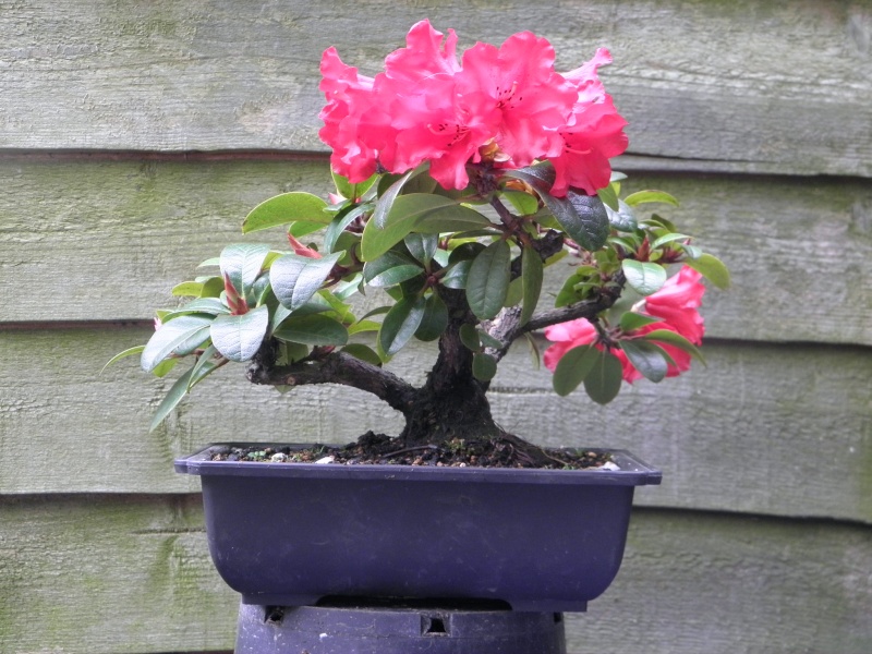 Shohin Rhoddie in bloom P4220110