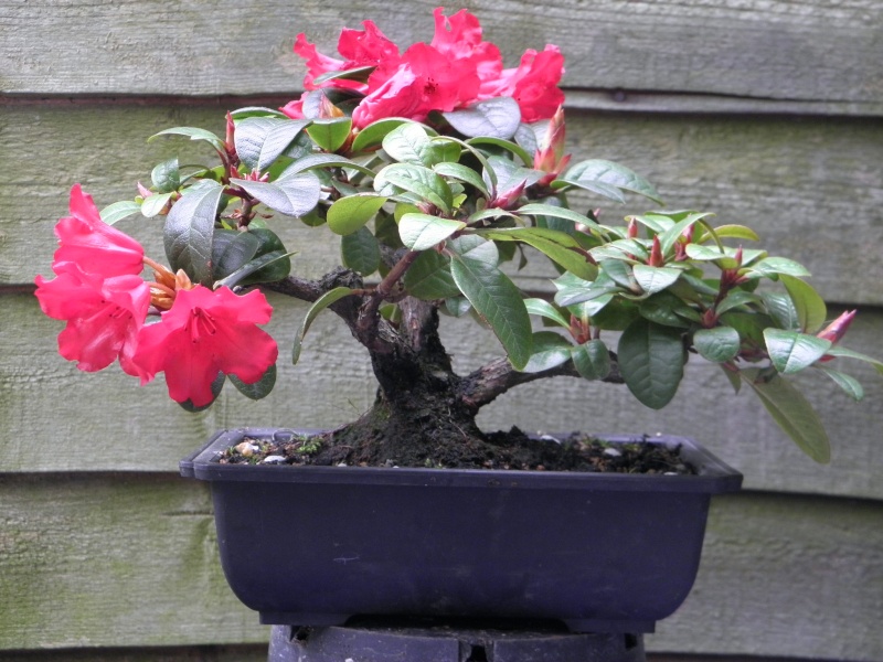 Shohin Rhoddie in bloom P4220111