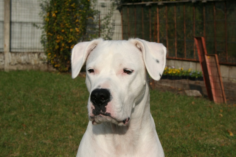 dogo-45 Img_0710