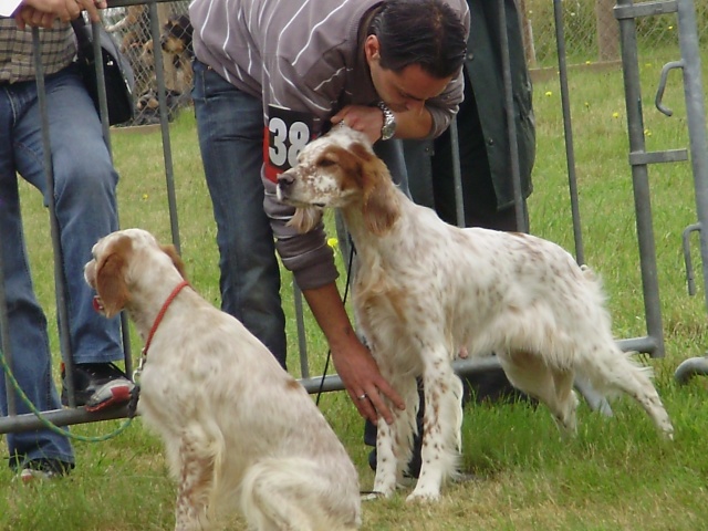 exposition canine  - Page 4 P6040015