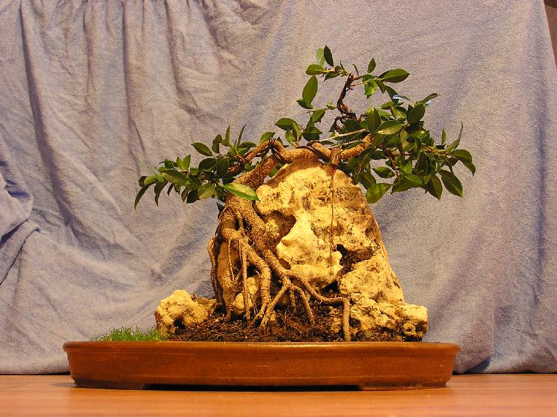 Ficus retusa "mr. Patient" Tvarov10
