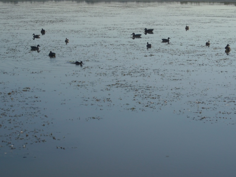 Chasse de Camargue _26110