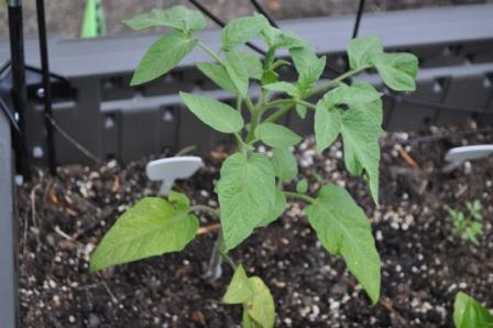 Tomato Tuesday Thread (N&C Midwest).. - Page 3 06_14_12