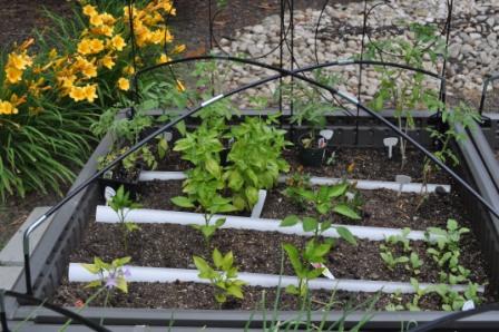 Tomato Tuesday Thread (N&C Midwest).. - Page 3 06_14_14