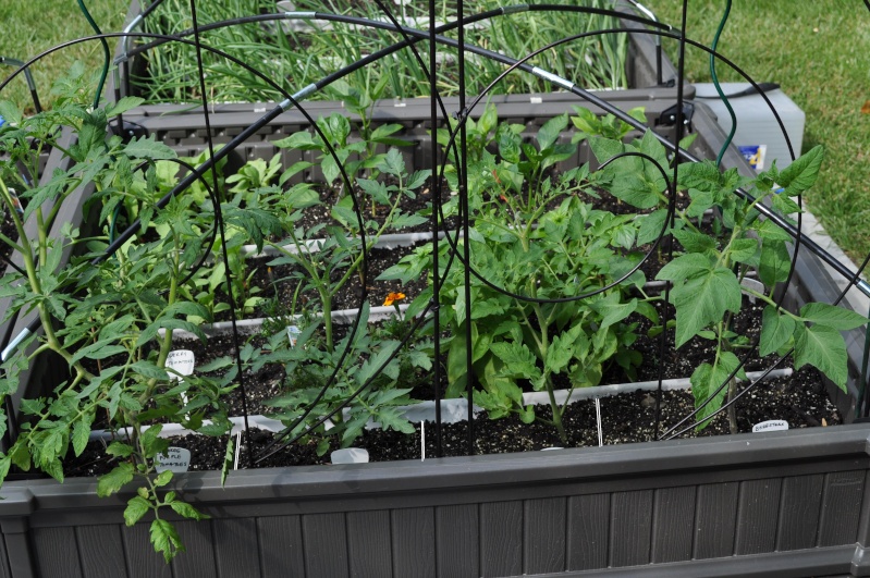 Tomato Tuesday Thread (N&C Midwest).. - Page 4 06_21_25