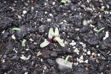 Help! What's Sprouting? Beets10