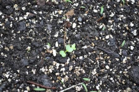 Help! What's Sprouting? Collar10