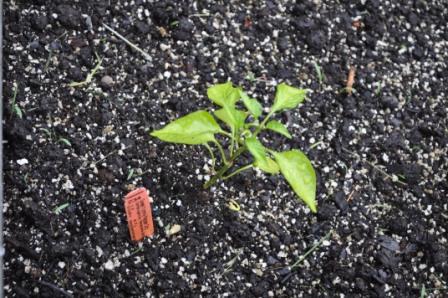 Help! What's Sprouting? Sweet_10
