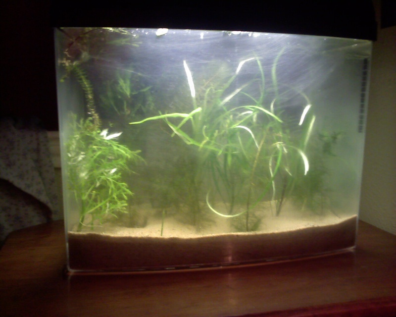 My 6g Eclipse Grow Out Tank,Redone No more Grow Out tank! - Page 2 Image_10
