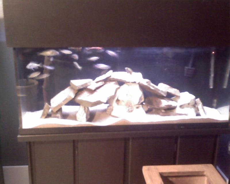 Fish Room Underconstruction!!! - Page 2 Image_69
