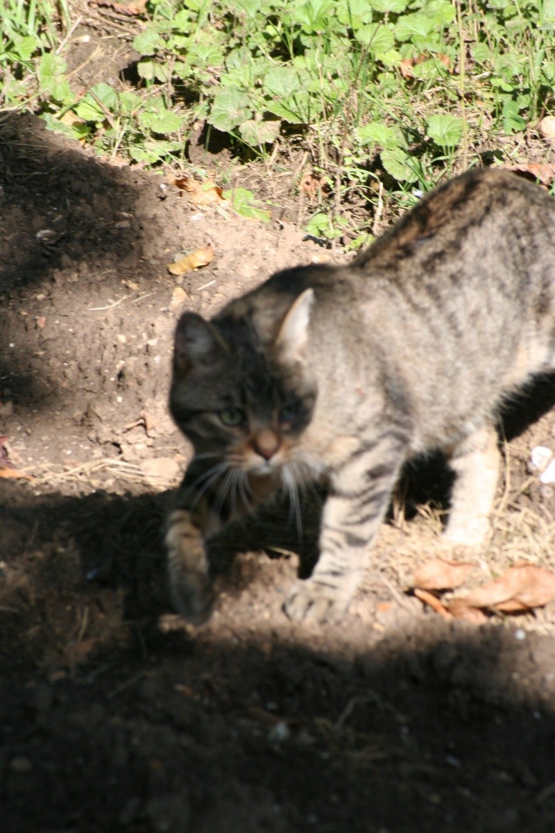 Grelot, jeune mâle, chat libre - Page 2 Img_9615