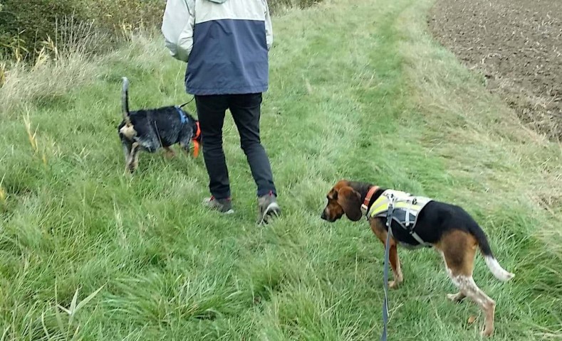 GEORGES - x griffon 9 ans (2 ans de refuge) - Sos Animaux à Le Broc (63) 20_oct10