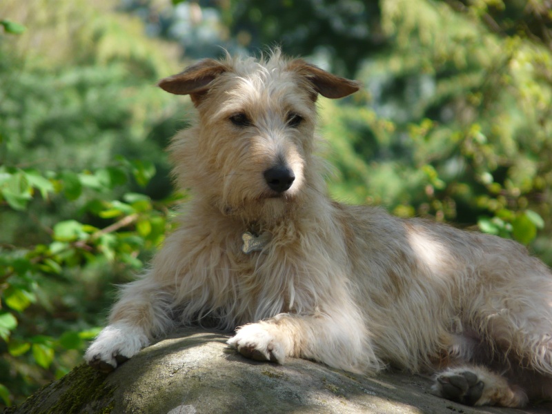  WOODY (ex CHOUPY) x griffon fauve/blanc 7 ans - en FA pour l'Asso Alerte Sos  (92) P1010310